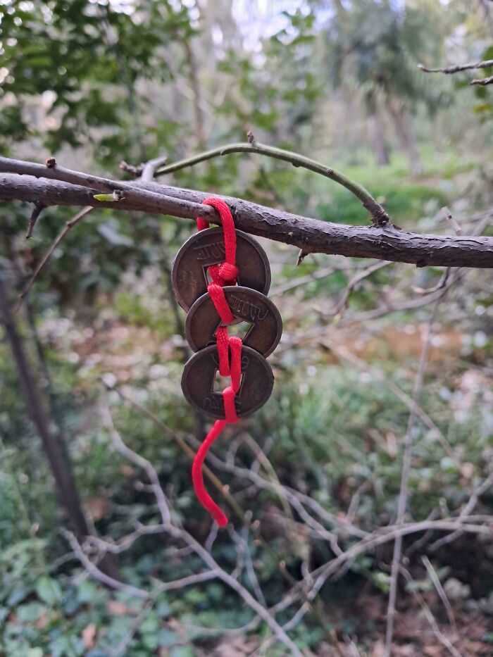 Red string threading three coins hanging from a tree branch in a strange pic that left people utterly confused outdoors.