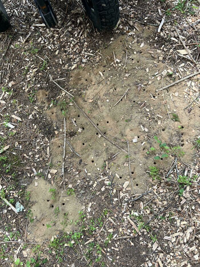 Close-up of ground with multiple small holes and scattered wood chips, a strange pic that leaves viewers utterly confused.