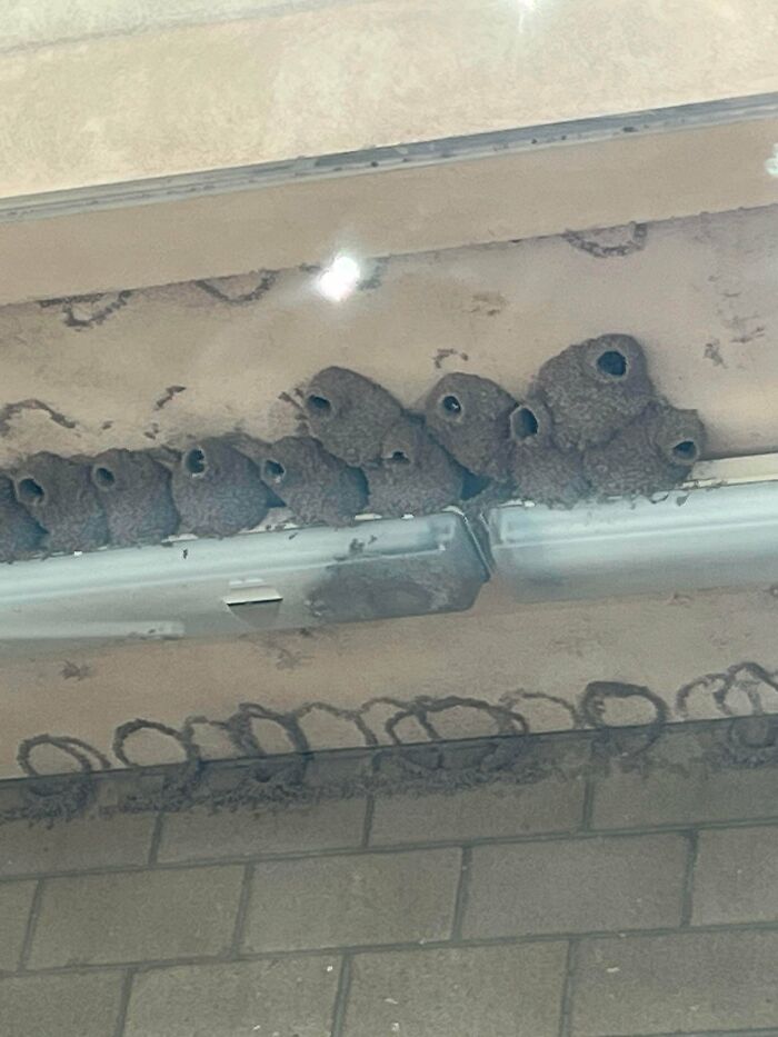 Row of strange bird nests under a roof, an unusual and confusing sight captured in strange pics.