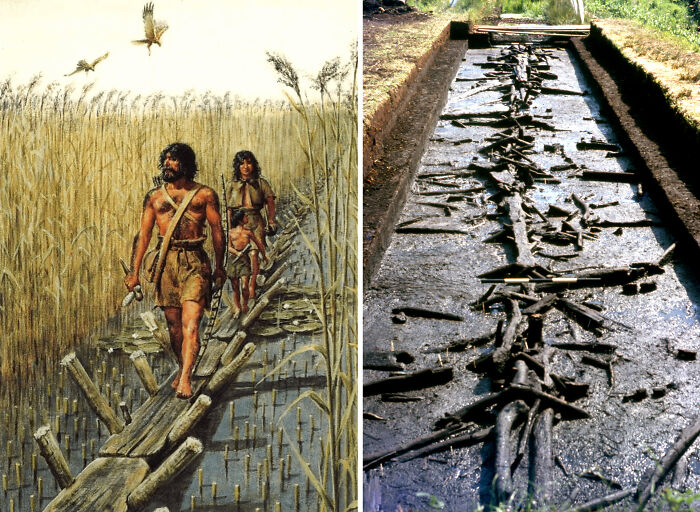 Ancient wooden trackway artefact preserved in mud with illustration of prehistoric humans crossing a marshland pathway.