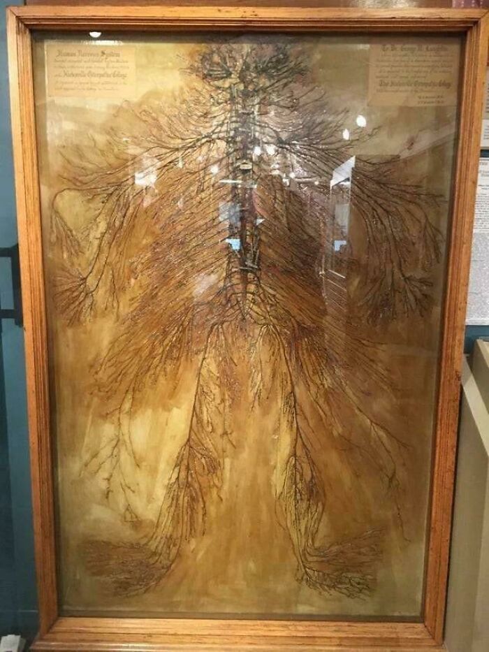 Framed vintage anatomical chart of human nervous system with intricate branching nerves displayed in a museum setting.