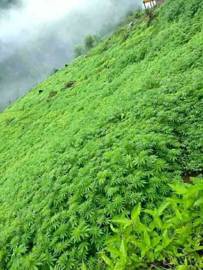 Lush green plants densely covering a steep hillside in a strange Earth landscape with mist in the background.