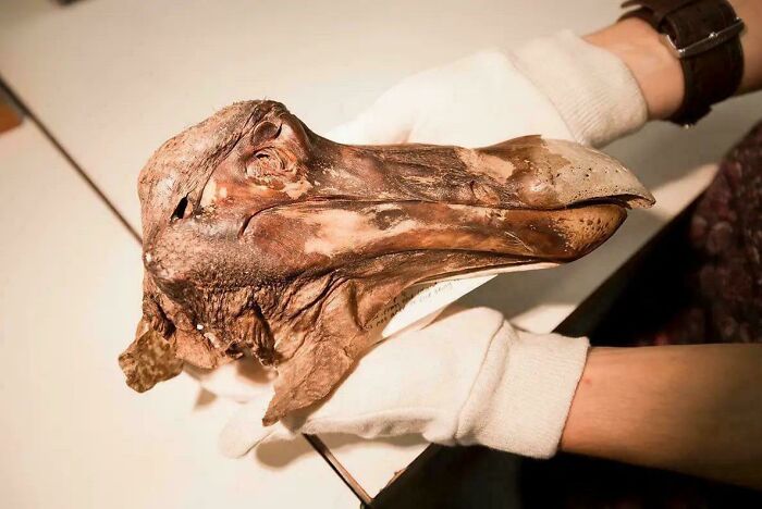 Person wearing white gloves holding a strange, preserved duck-like head resembling a bizarre find on strange Earth.