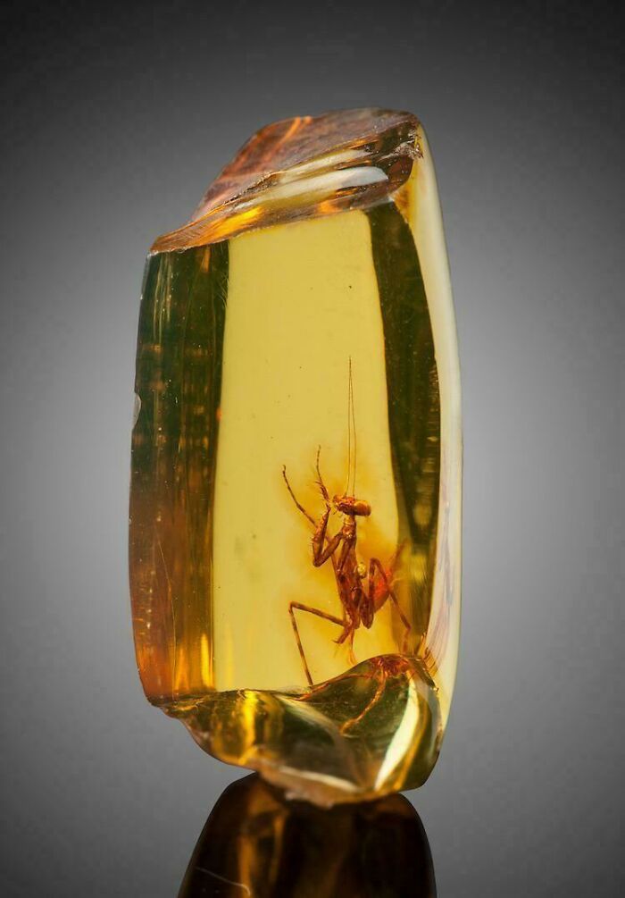 Small praying mantis perfectly preserved inside a piece of amber, showcasing strange earth wonders and unbelievable natural phenomena.