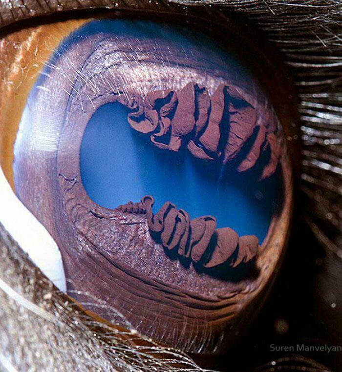 Close-up of a horse eye reflecting an unusual landscape, showcasing a strange earth feature in incredible detail.
