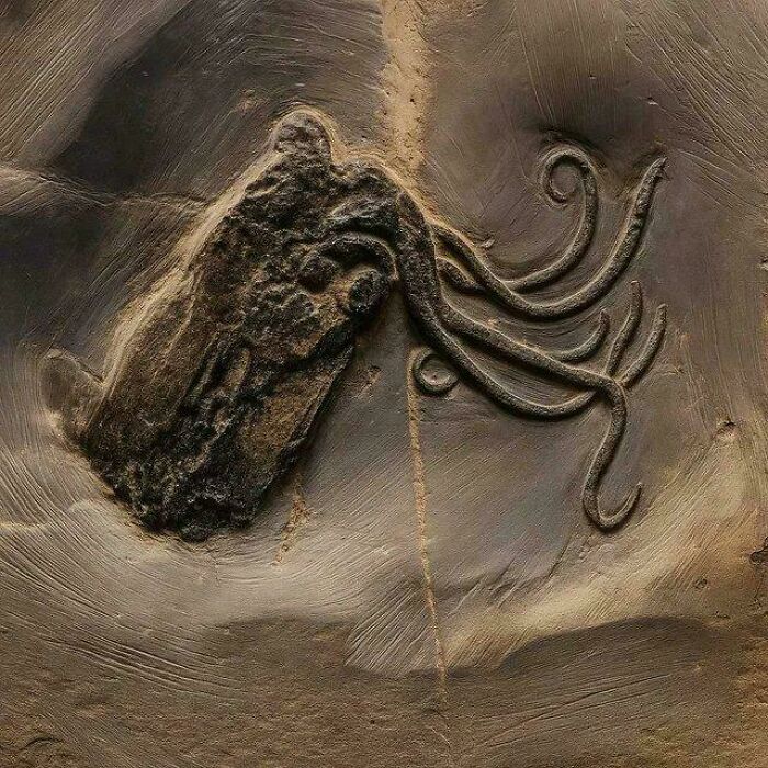 Fossilized ancient sea creature with tentacles embedded in rock, showcasing strange Earth wonders and natural history marvels.