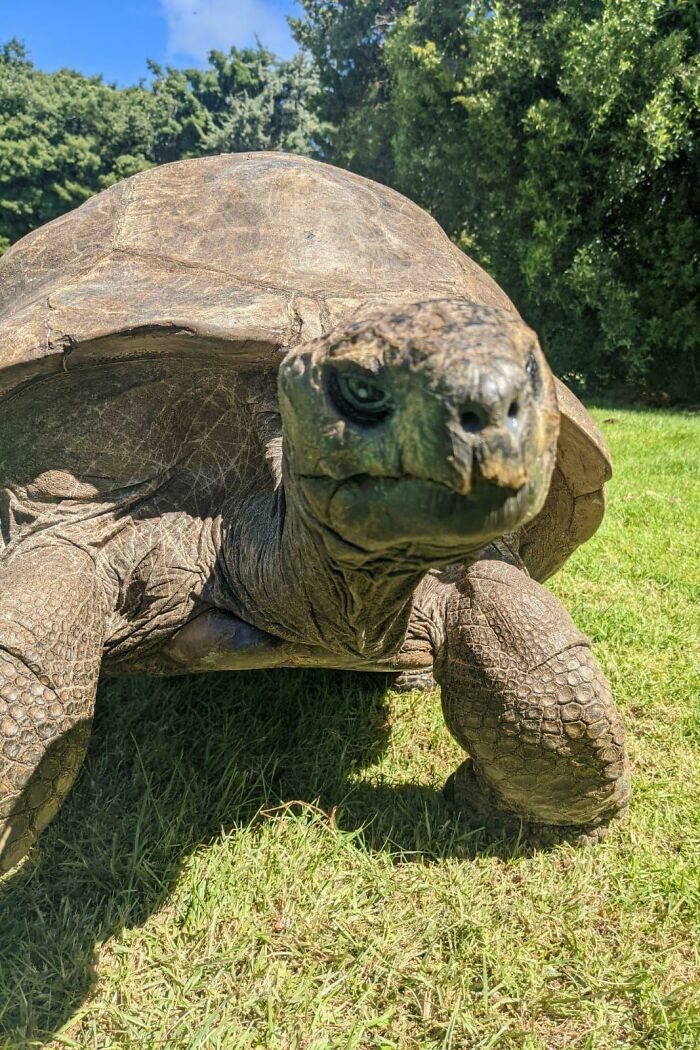 Large tortoise with textured shell and wrinkled skin walking on grass under bright sunlight on strange Earth.