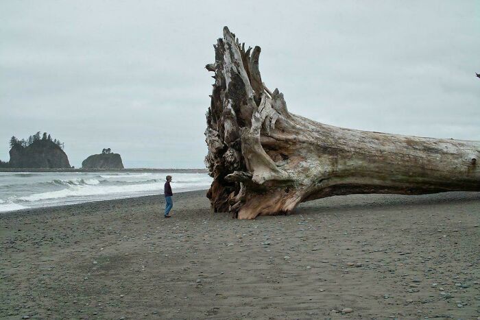Person standing next to a giant uprooted tree on a beach, showcasing a strange Earth natural phenomenon.