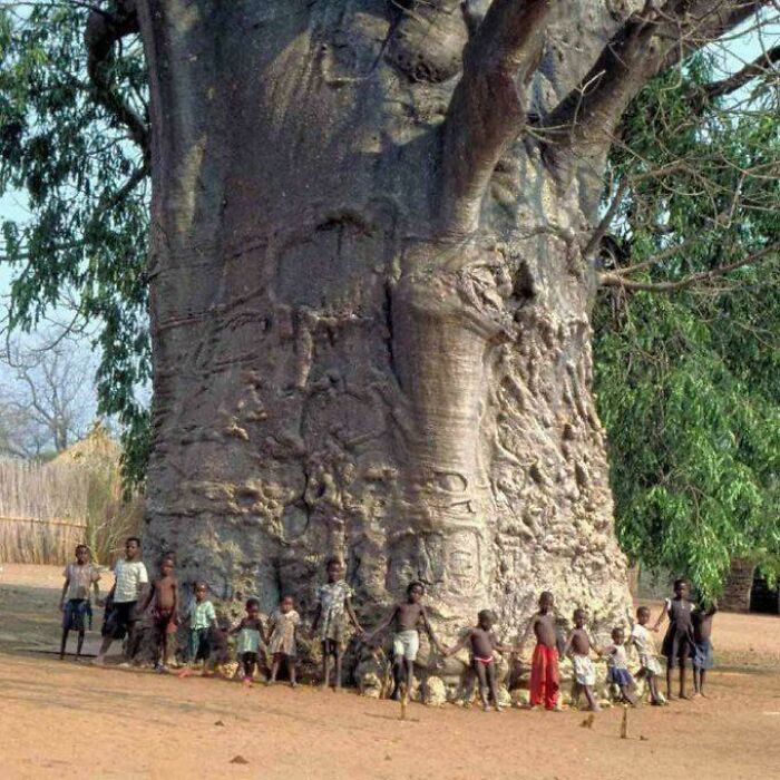 Children holding hands around an enormous baobab tree trunk in a strange earth landscape showing unusual natural wonders.