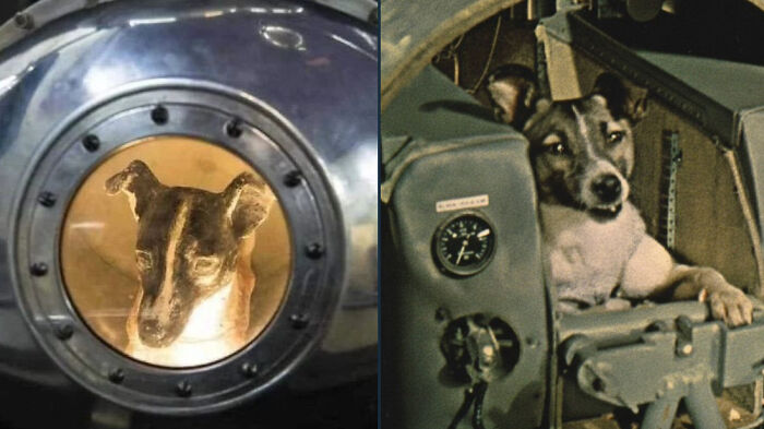 Space dog Laika inside early Soviet spacecraft capsule, showcasing strange Earth exploration history and unique world facts.
