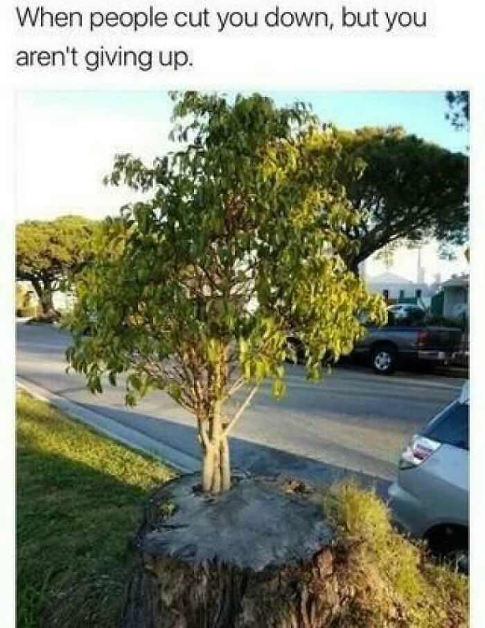 I Give Up Before They Even Show Up!