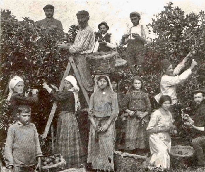 Group of workers picking fruit in an orchard in a historical photo depicting a vastly different world from today.