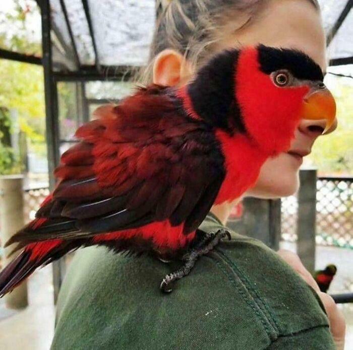 A bird with red and black feathers perched on a person's shoulder creating a misleading and confusing photo effect.