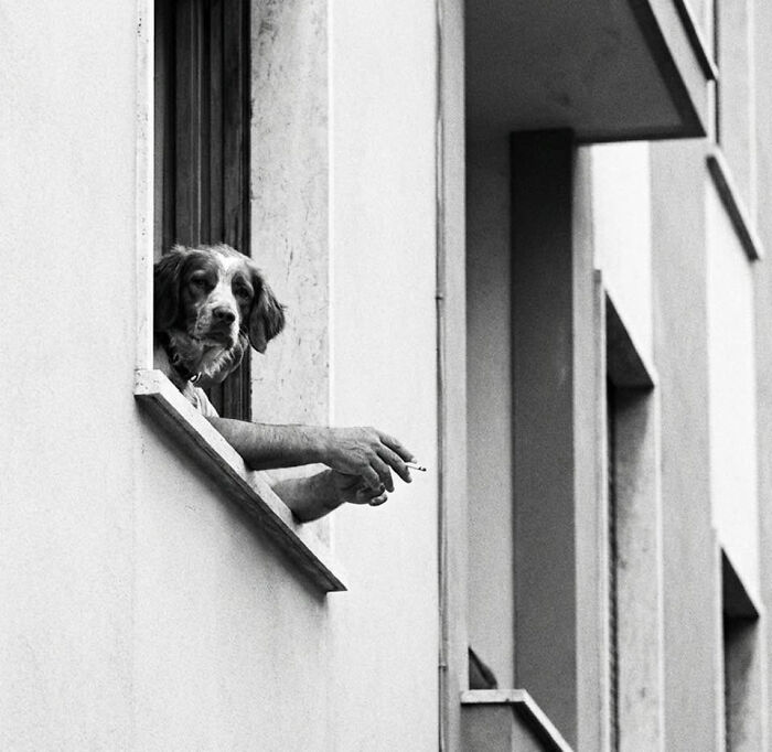 Dog’s head looks like a person holding a cigarette at a window in a misleading and confusing photo.