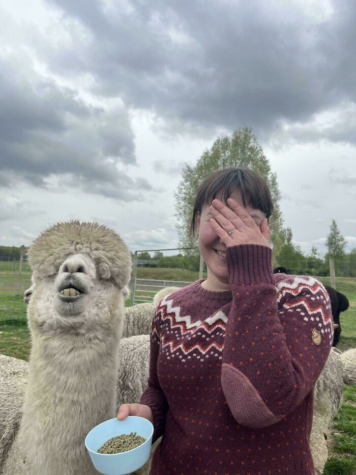 A woman smiling with her hand over her face next to a very derpy animal alpaca with shaggy hair and buck teeth.