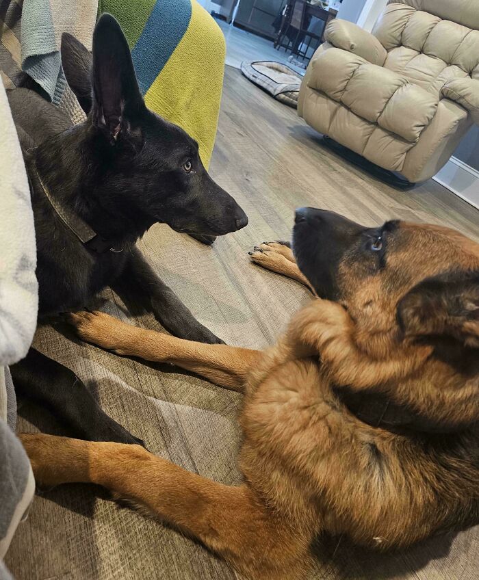 Two derpy animals, a black and a brown dog, lying on a wooden floor, looking at each other.