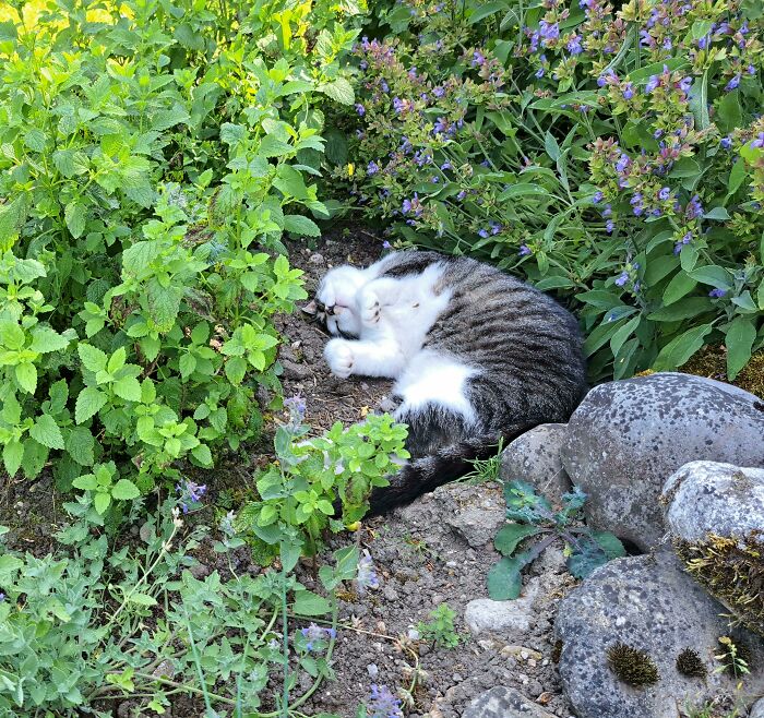 A tabby cat sleeping on its back in a garden, displaying a derpy pose among green plants.
