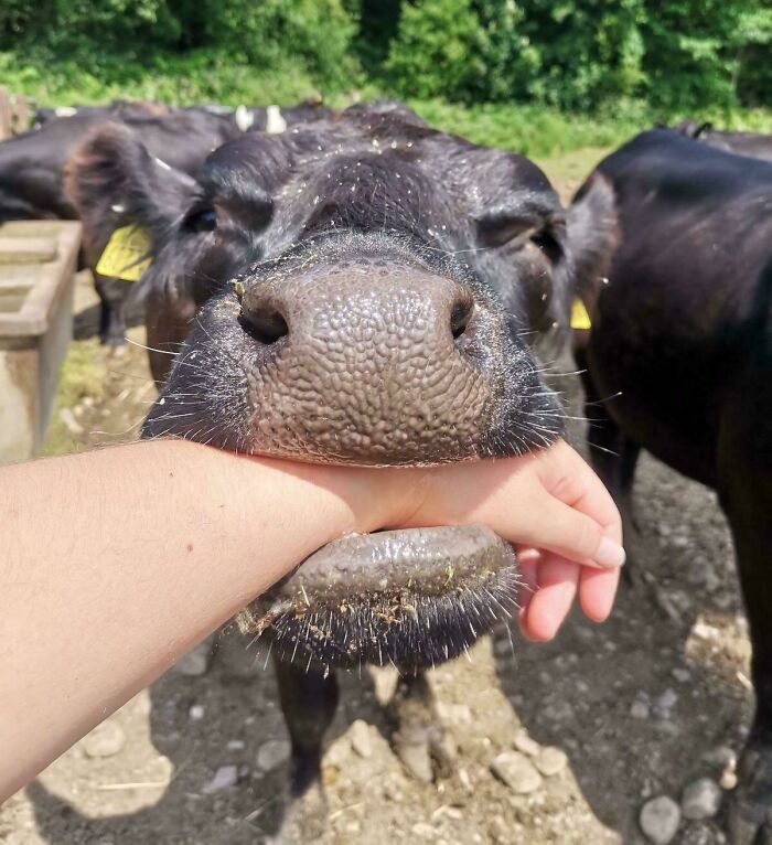 A derpy cow playfully mouthing a person's hand, looking ridiculous and endearing.