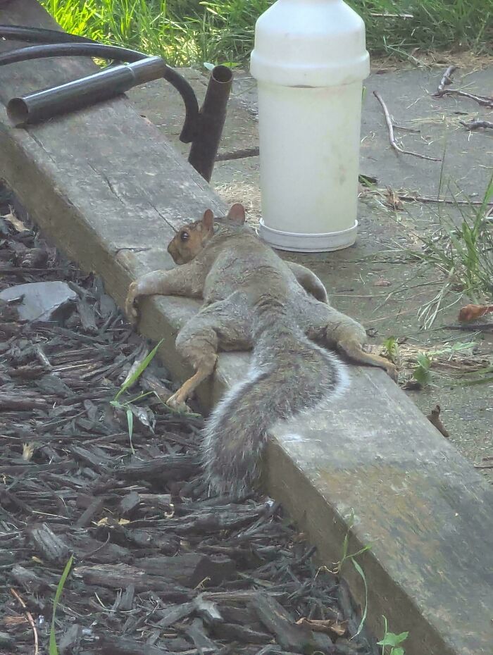 A ridiculous squirrel splooting on a wooden beam, showcasing funny derpy animals.