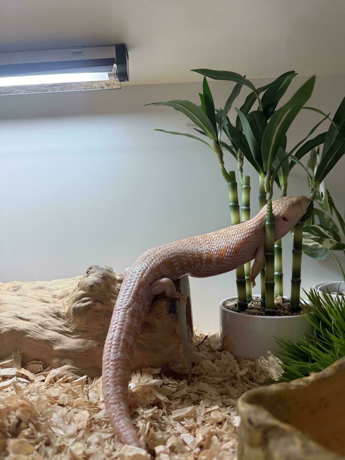 A light-colored lizard, a derpy animal, leaning against a plant in its enclosure, looking relaxed.