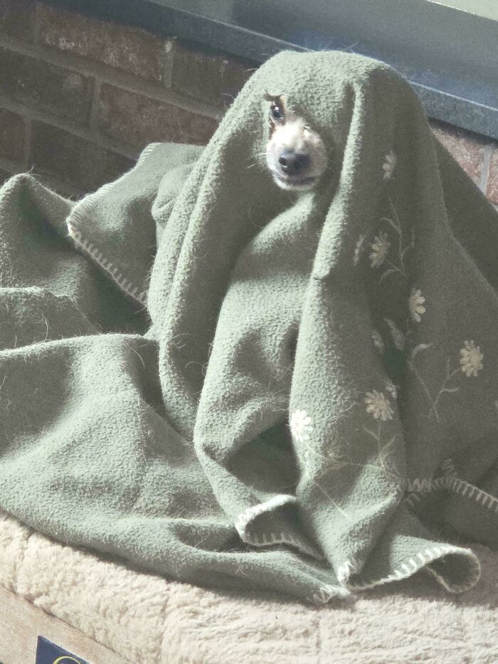 A small dog, a derpy animal, peeking out from under a green blanket on a dog bed.