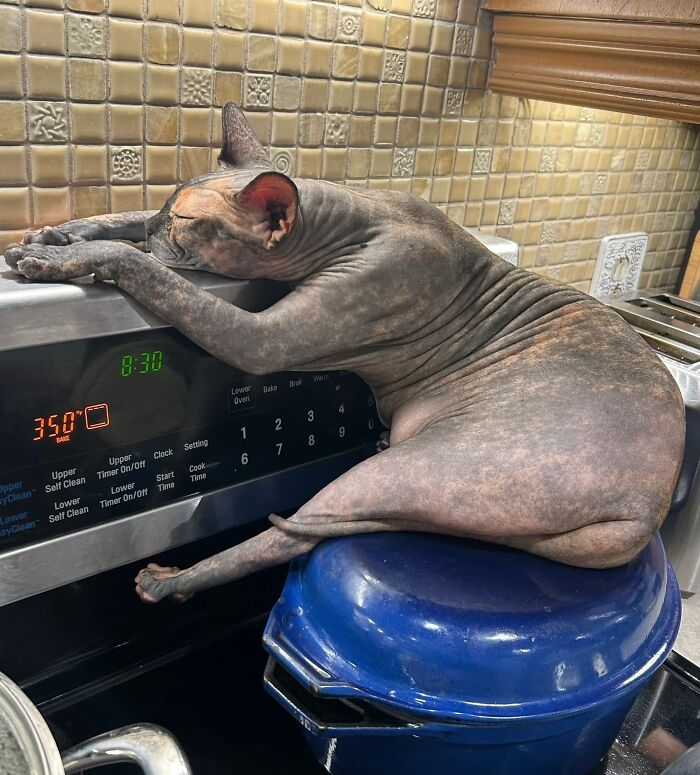 A derpy animal, a hairless cat, sprawled across a kitchen stove and a blue pot, looking ridiculous.