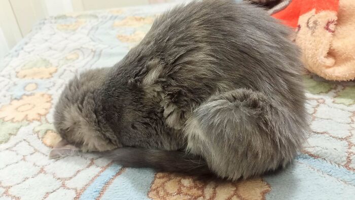 A fluffy gray derpy animal, a cat, with its face buried in a patterned blanket, looking ridiculous.