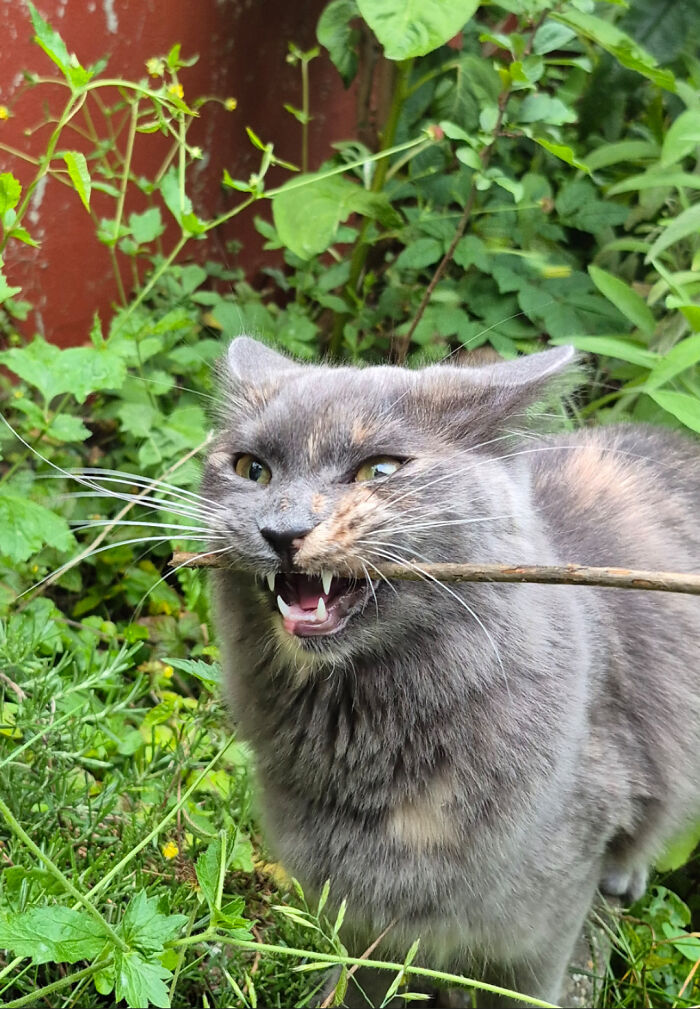 A grey and orange cat with intense eyes, holding a stick in its mouth, looking derpy and ridiculous amidst green foliage.