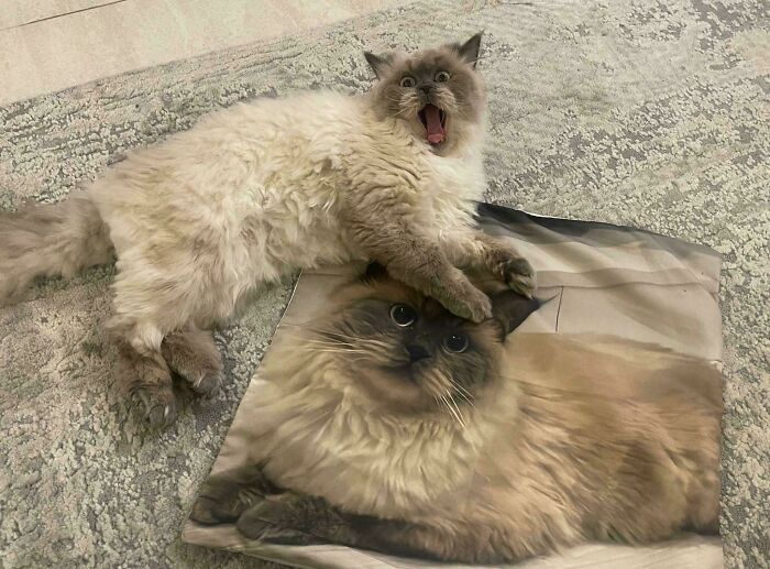 A fluffy light brown and white cat with its mouth wide open, looking derpy and ridiculous, on top of a pillow with its image.