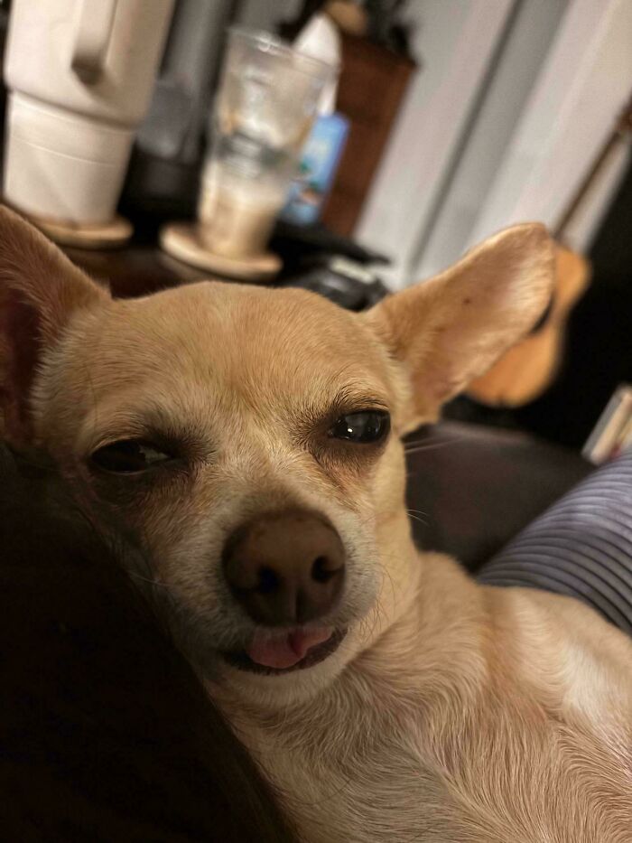 A small tan chihuahua looking derpy and ridiculous with its tongue slightly out, captured in a close-up shot of funny animals.