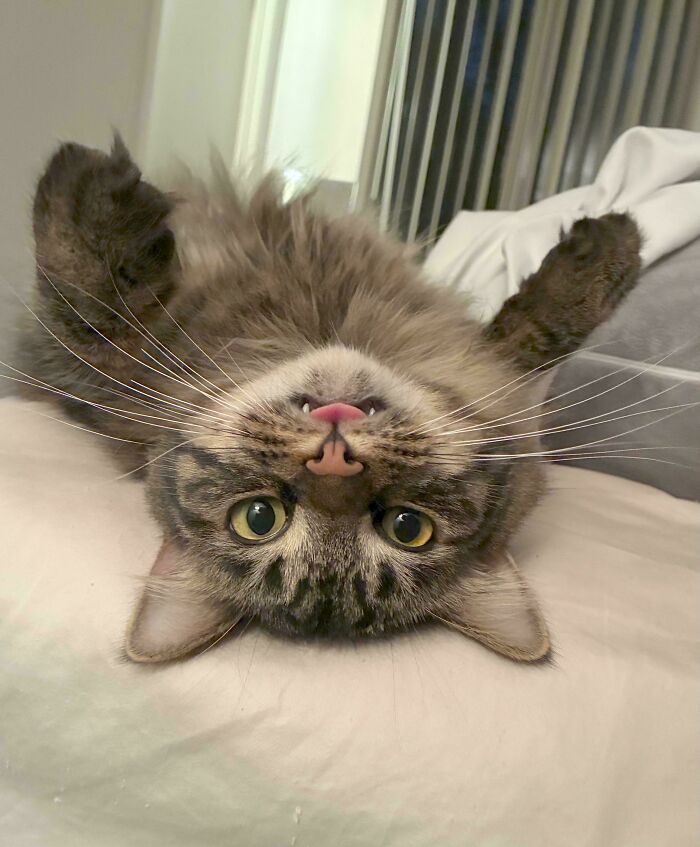 A fluffy brown and black cat lies upside down, looking derpy with its tongue sticking out and wide eyes, showcasing ridiculous animals.