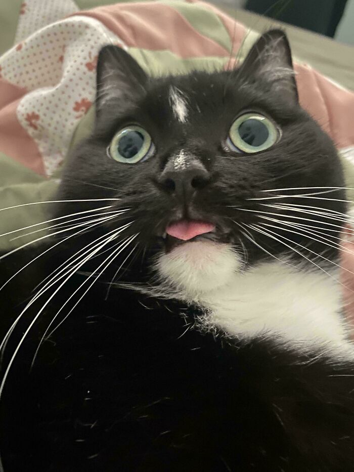 Close-up of a derpy black and white cat with wide green eyes and its tongue slightly out.