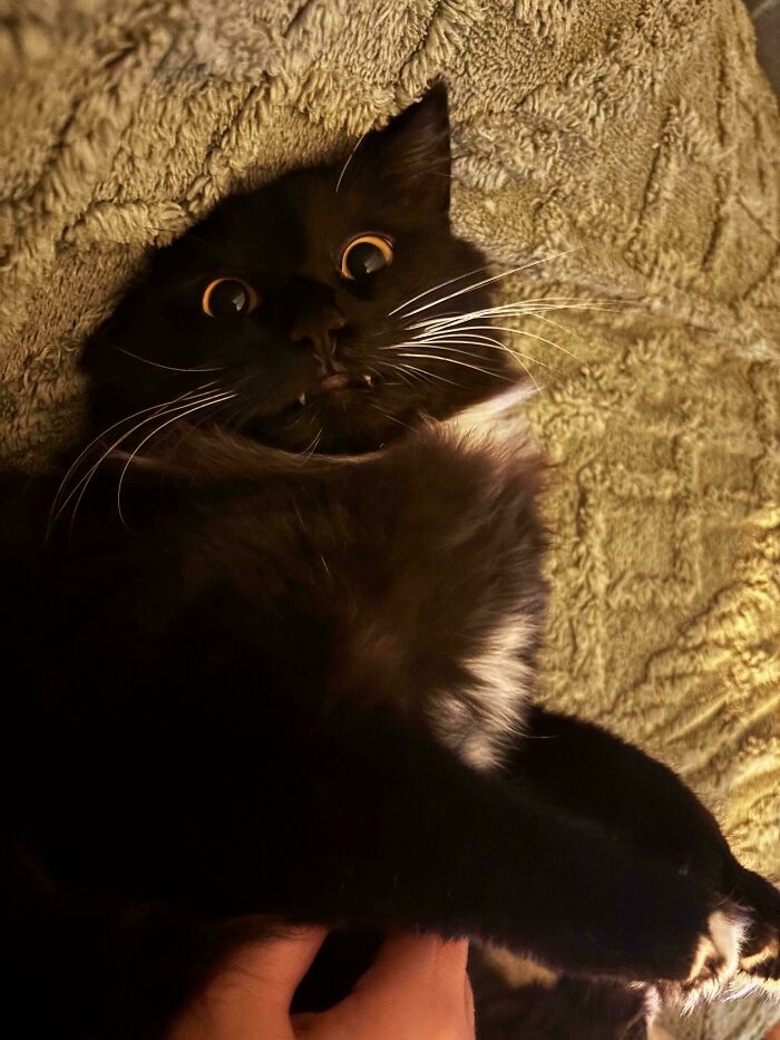 A black cat with wide orange eyes looking derpy and ridiculous while lying on a fuzzy green blanket.