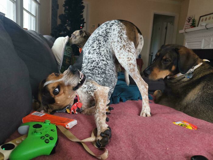 Two derpy animals, dogs, on a couch, with one in a playful, contorted pose and another dog observing.