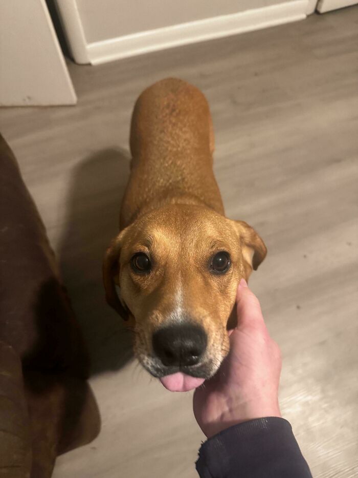 A derpy animal, a brown dog, looks up at the camera with its tongue slightly out as a hand pets its chin.