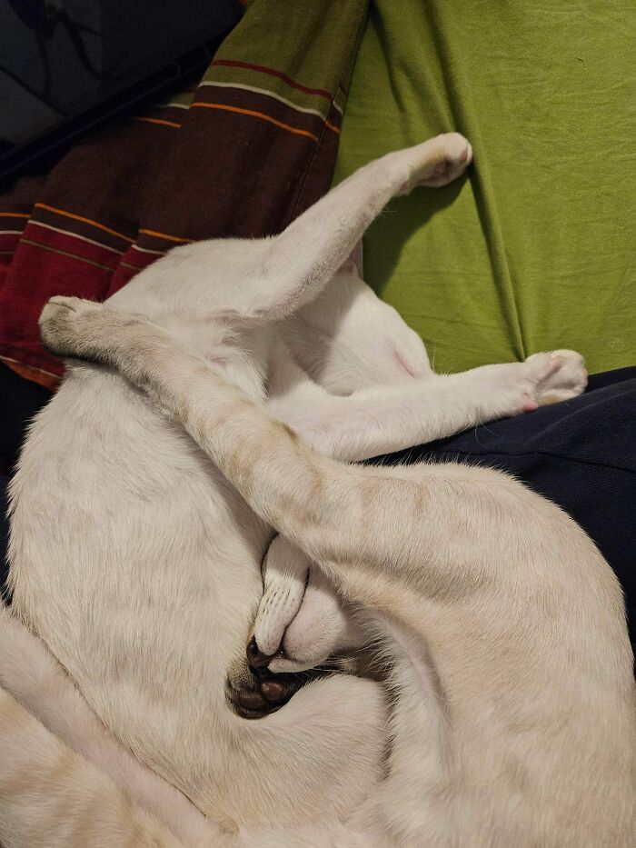 Two derpy animals, white cats, cuddle together in a humorous, intertwined sleeping position.