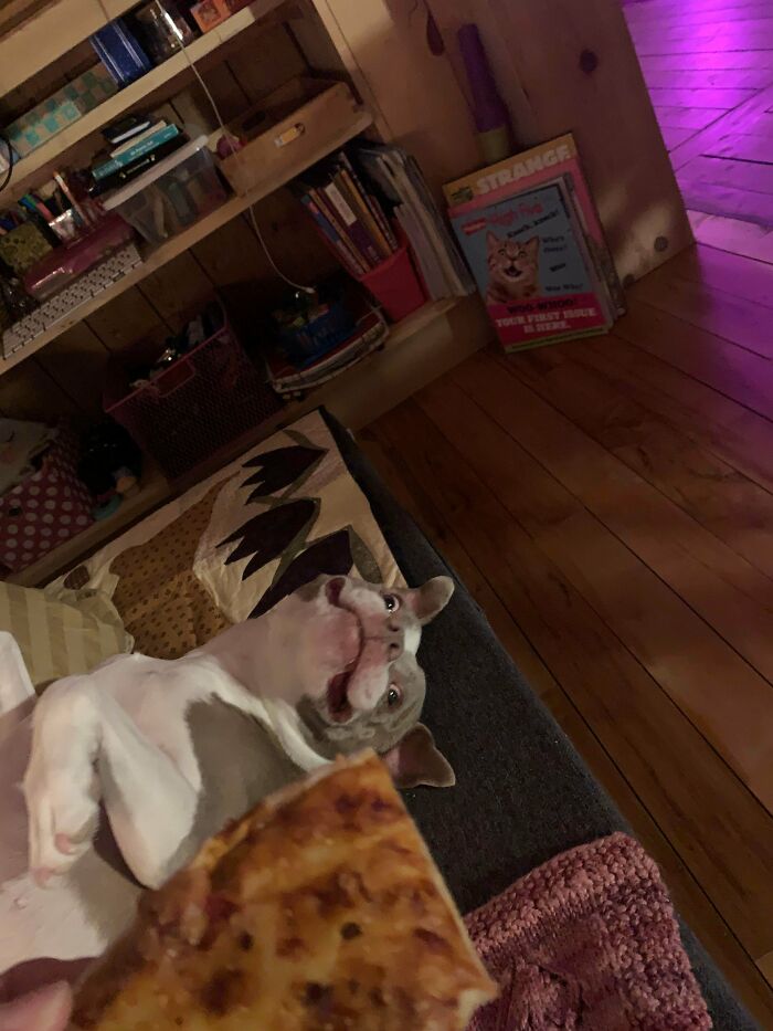 A derpy animal, a dog, lies on its back looking at a slice of pizza held above it.
