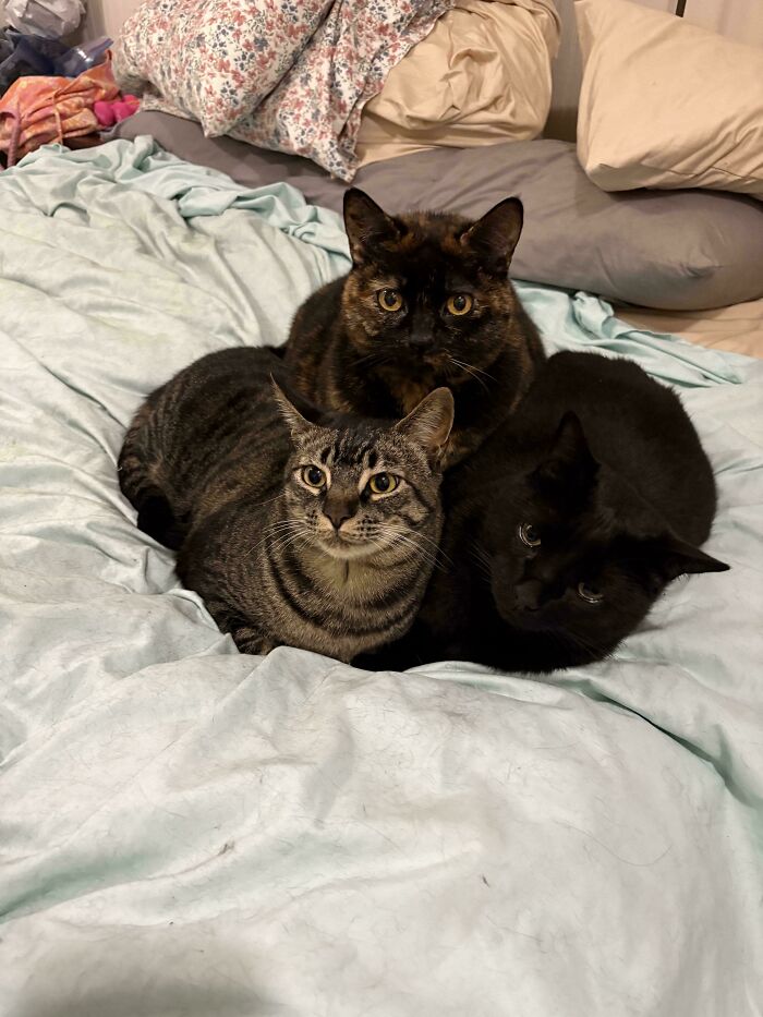 Three adorable cats snuggled on a bed, caught planning their next move.