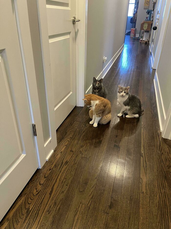 Three adorable cats in a hallway, caught planning their next move.