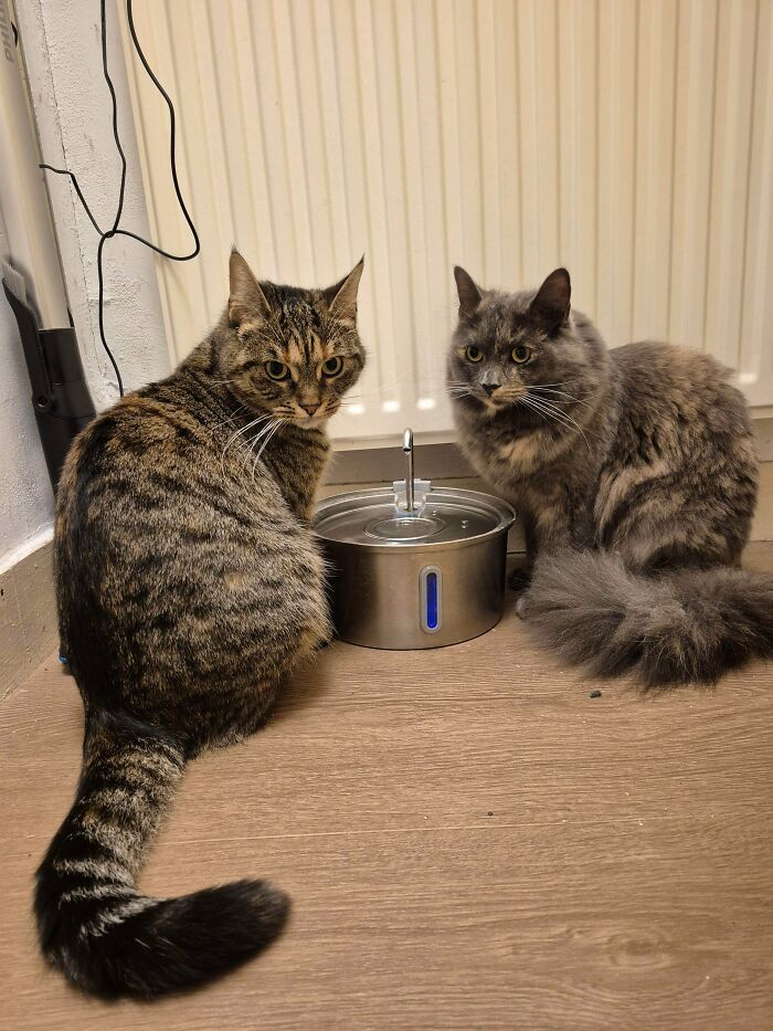 Two adorable cats sitting next to a water fountain, caught planning their next move.