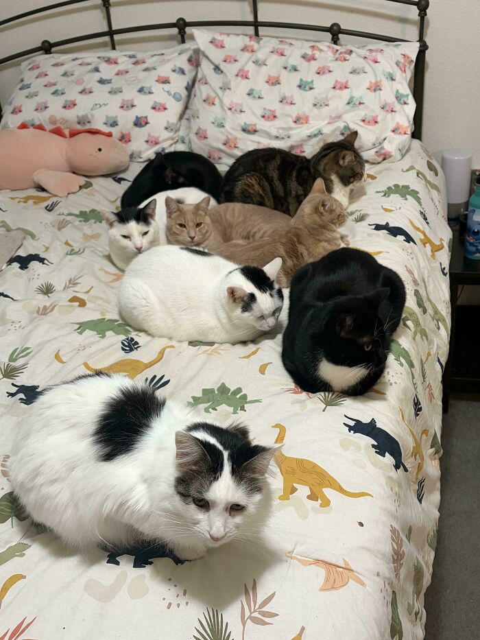 Multiple adorable cats on a bed, gathered together and planning their next move.
