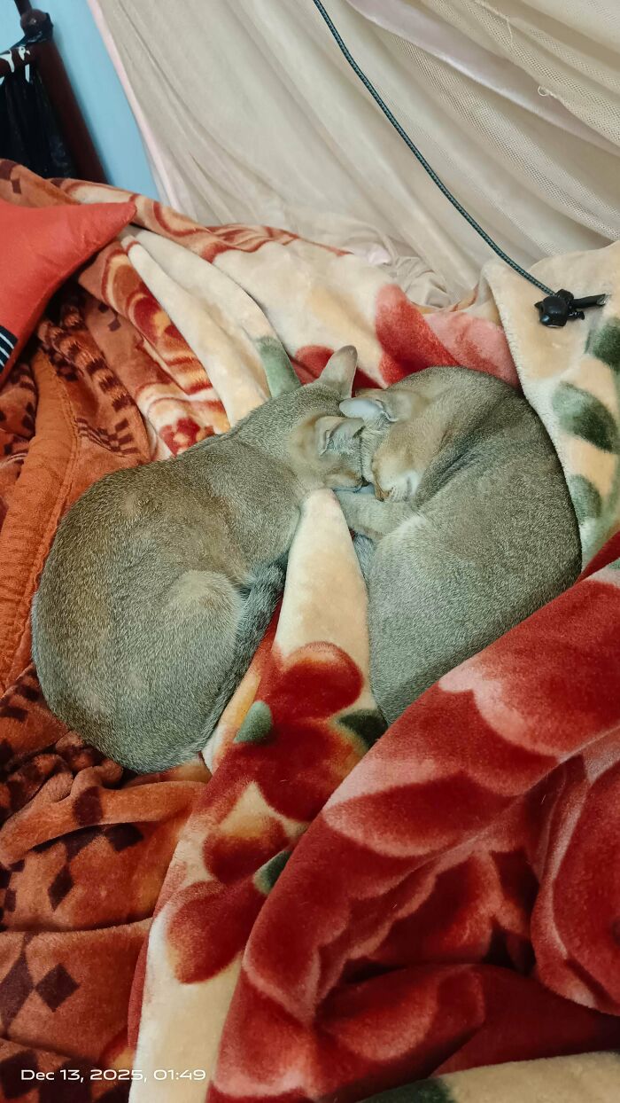 Two adorable cats snuggled up under a blanket, planning their next move.