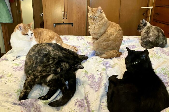 A group of adorable cats gathered on a bed, caught planning their next move.