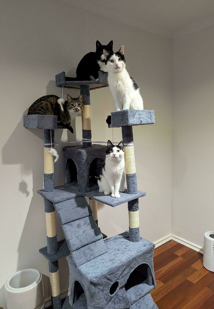 Several adorable cats on a cat tree, caught planning their next move.