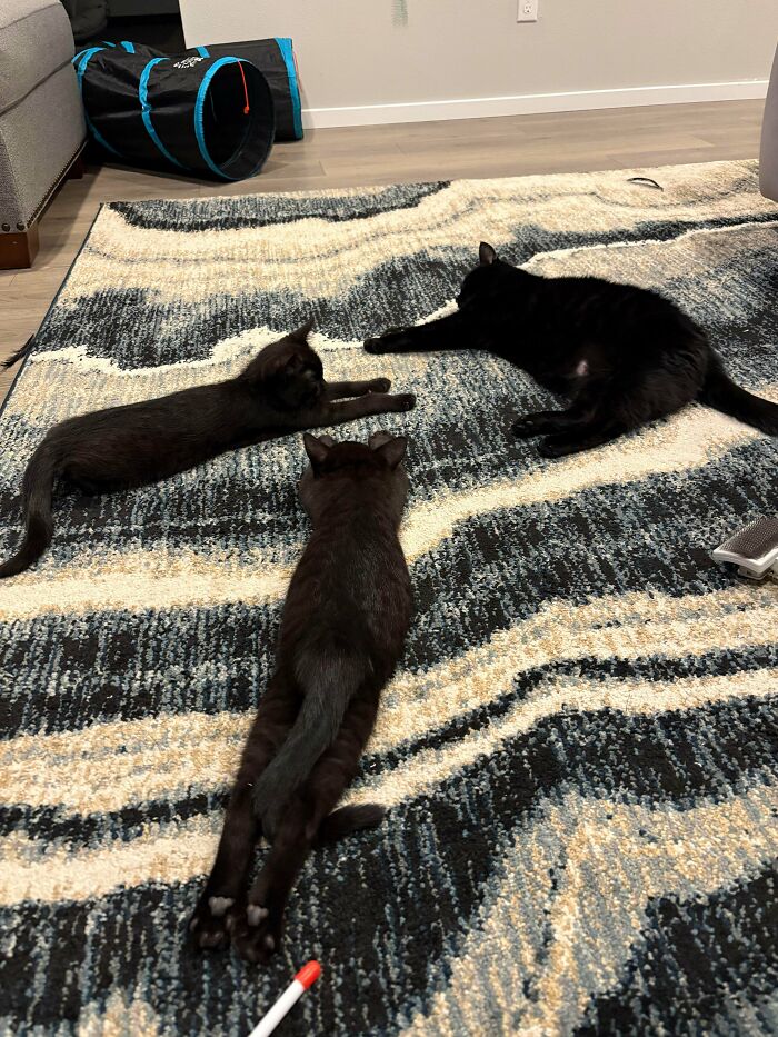 Three adorable cats lying on a rug, caught planning their next move.