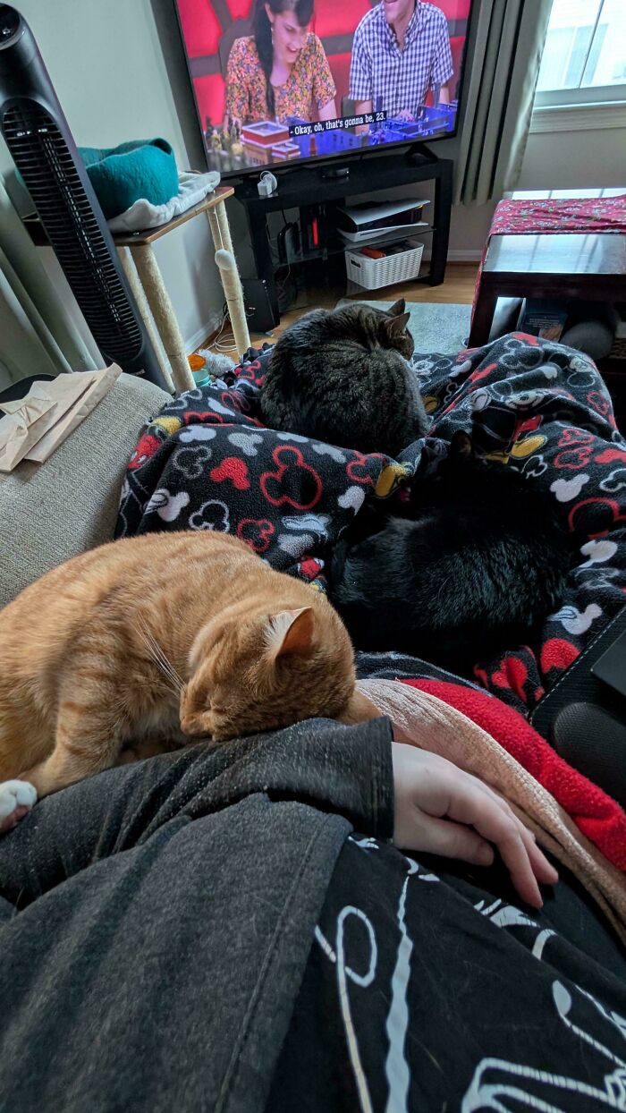 Hilariously adorable cats resting on a blanket, caught planning their next move.
