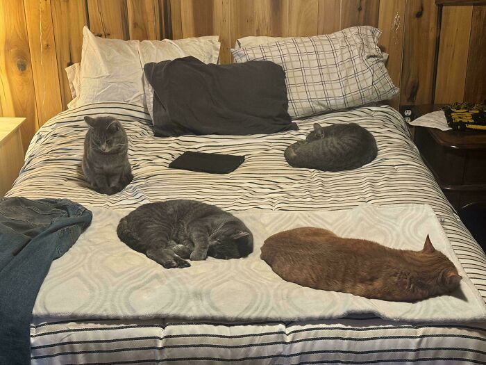 Four adorable cats are hilariously caught planning their next move, spread out across a striped bed.