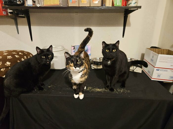 Three adorable cats, two black and one calico, sitting on a table, planning their next move.