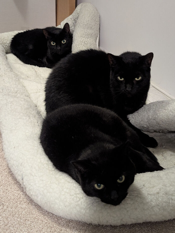 Three adorable black cats resting in a cat bed, caught planning their next move.