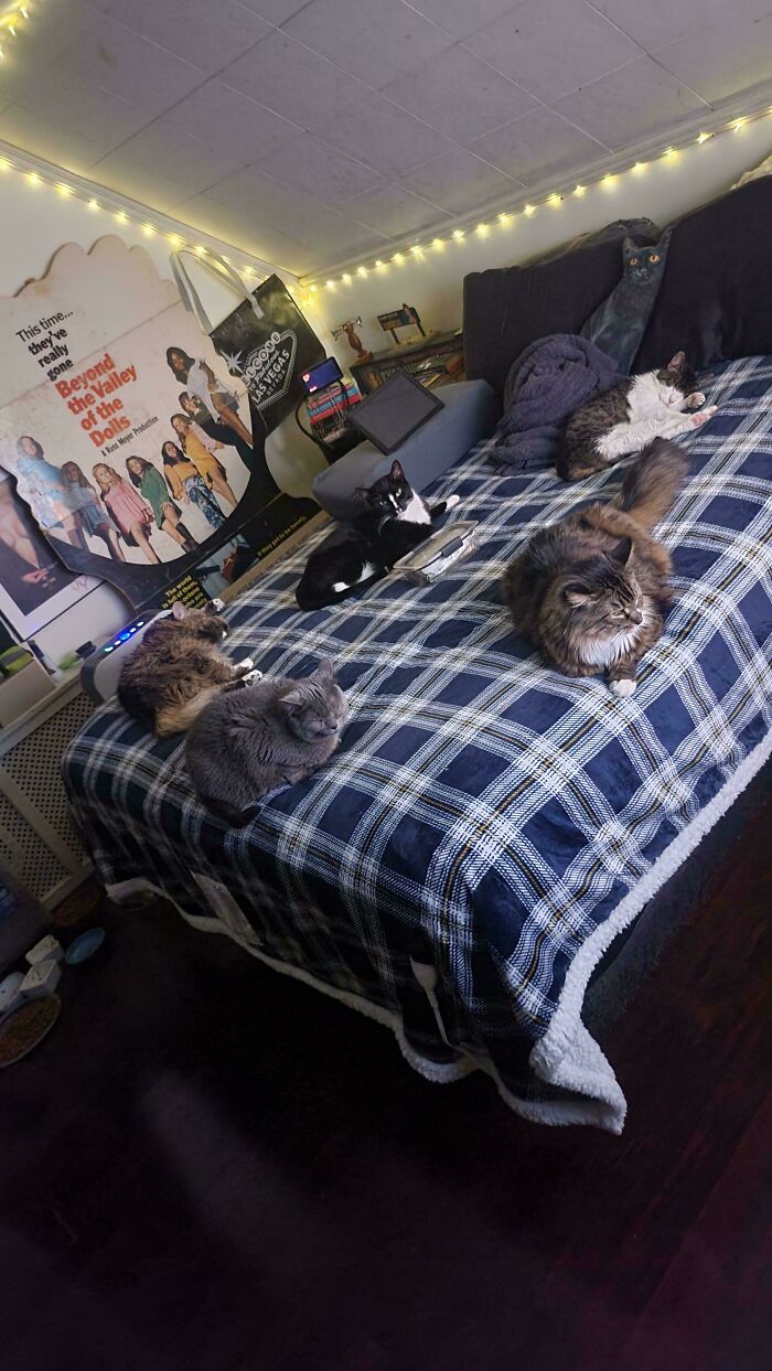 Multiple adorable cats lounging on a bed, possibly planning their next move.